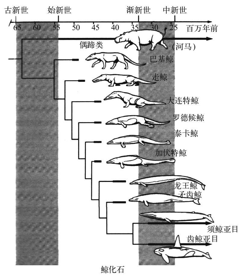 由陆生动物进化成鲸的过程，展示了记录在案的、从非洲和巴基斯坦的始新世岩层找到的大量过渡性化石