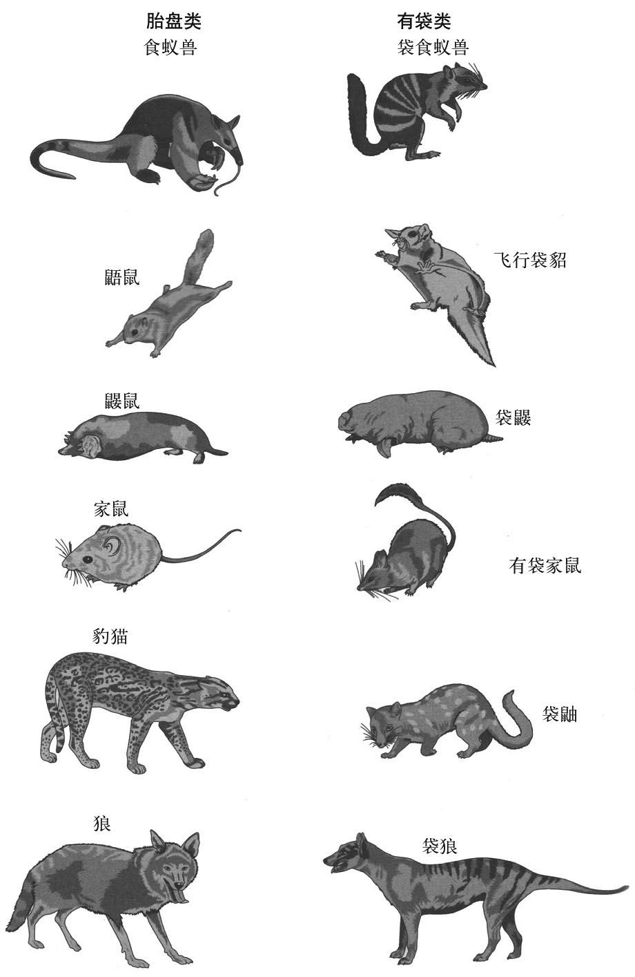 有袋类哺乳动物和胎盘类哺乳动物对应物种