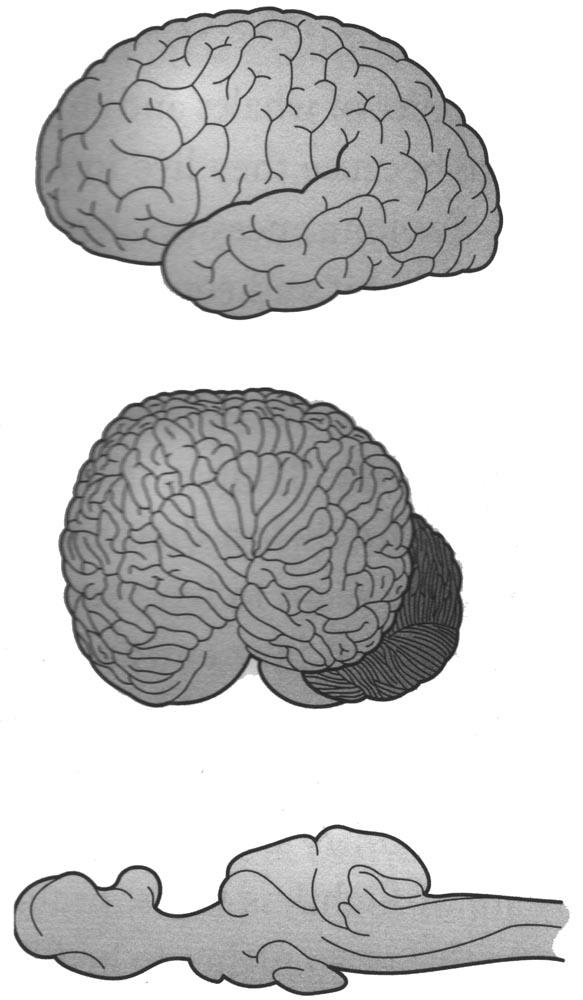 人类的大脑（上）、海豚的大脑（中）、鲑鱼的脑（下）（不按比例）