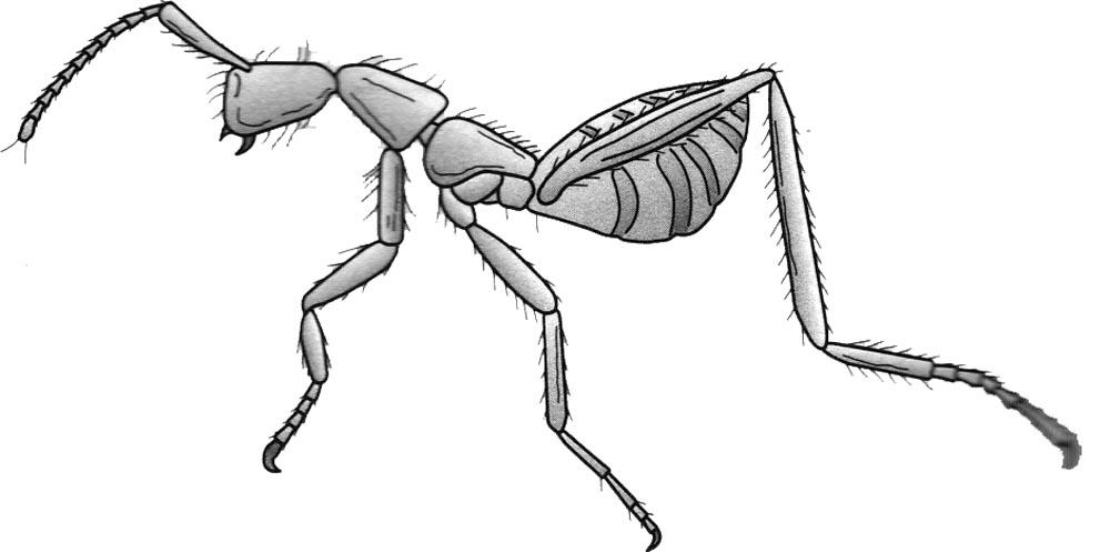 伪装成蚂蚁的甲虫