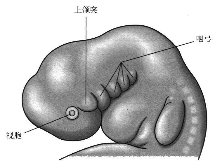 人类胚胎的咽弓