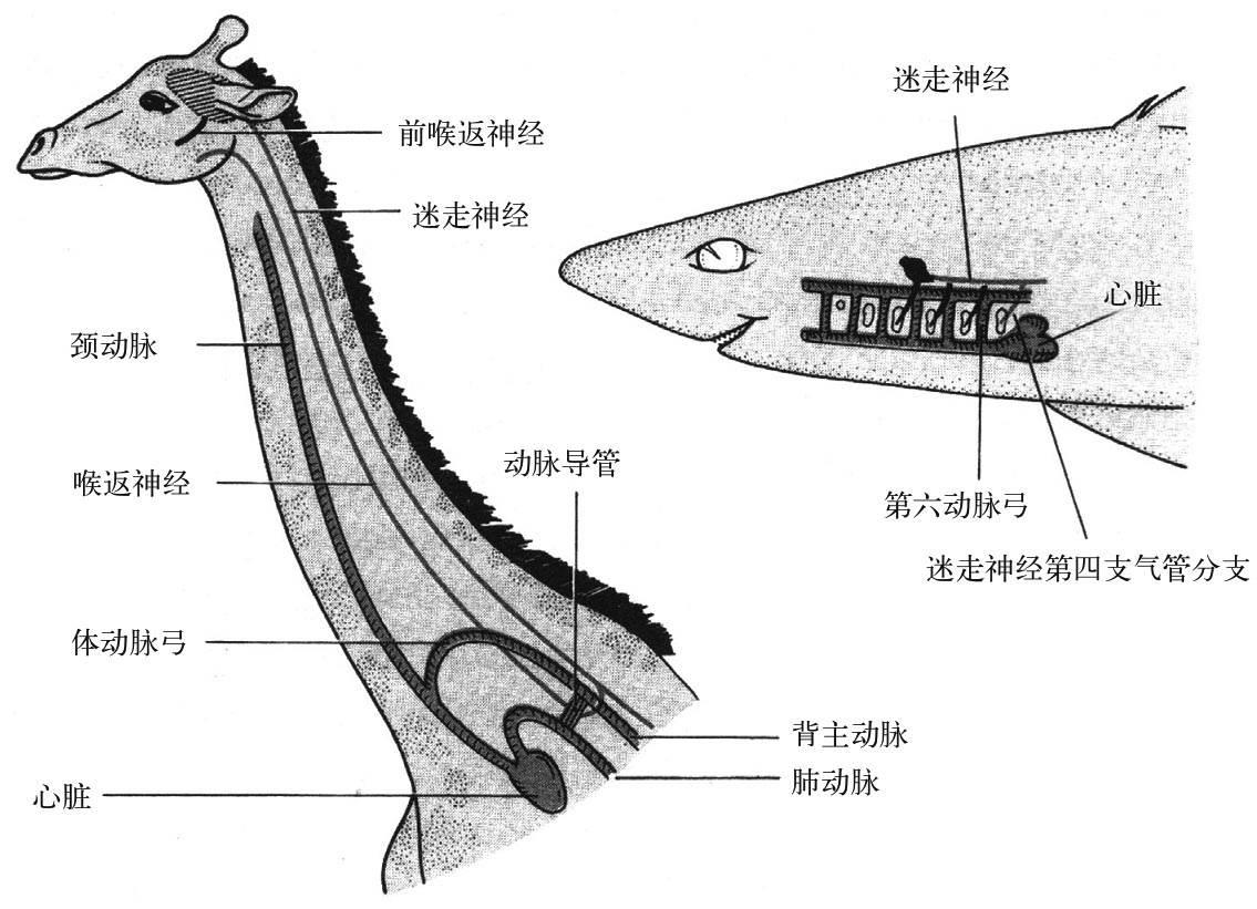 长颈鹿和鲨鱼的喉返神经