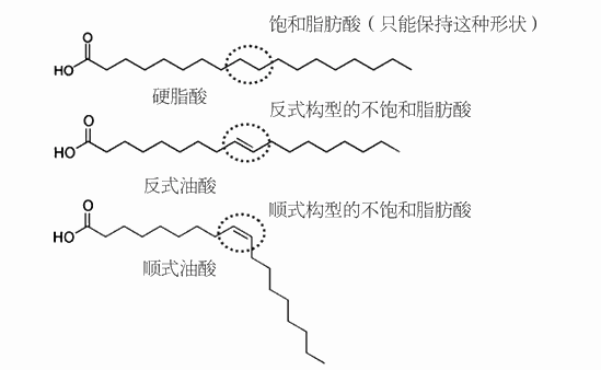 部分氢化反应将脂肪酸分子压扁