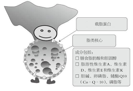 脂蛋白