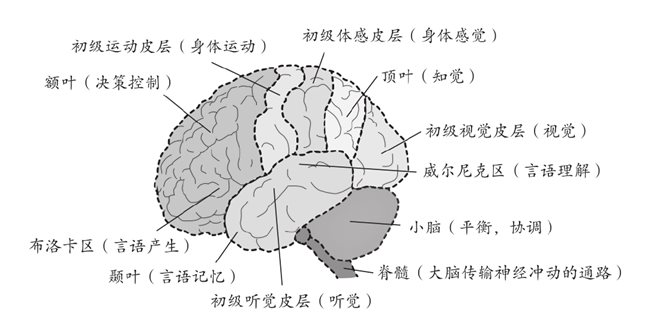 成人大脑也可塑？我们一起“人老脑不老”
