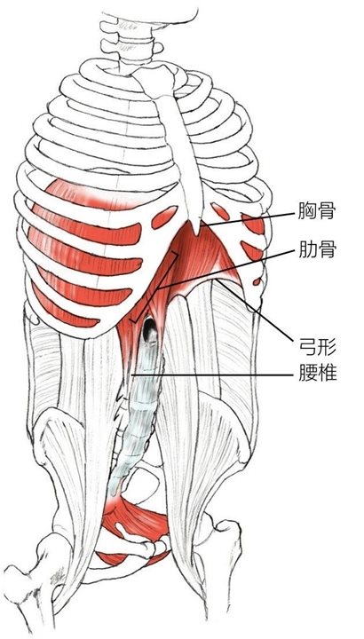 胸骨肋骨弓形腰椎