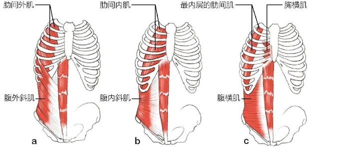 肋间外肌 肋间内肌腹外斜肌最内层的肋间肌 胸横肌腹内斜肌a b腹横肌c