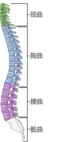 颈曲胸曲腰曲骶曲