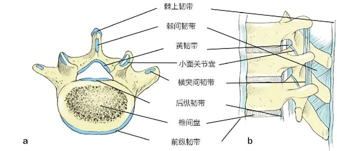 棘上韧带棘间韧带黄韧带小面关节囊横突间韧带后纵韧带椎间盘前纵韧带 ba