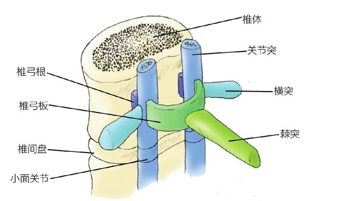 椎弓根椎弓板椎间盘小面关节椎体关节突横突棘突