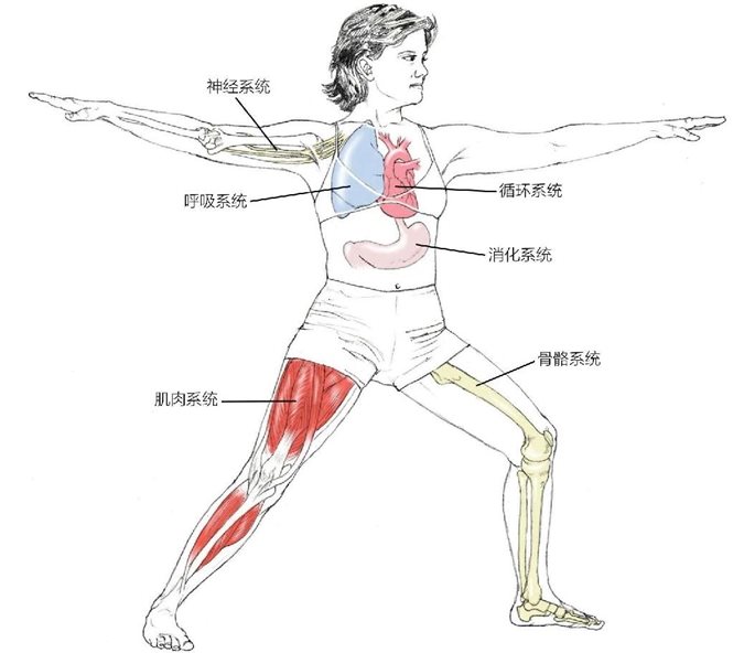 神经系统呼吸系统肌肉系统循环系统消化系统骨骼系统