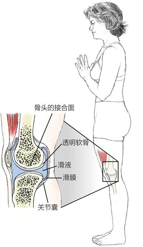 骨头的接合面透明软骨滑液滑膜关节囊