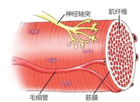 神经轴突 肌纤维毛细管 筋膜