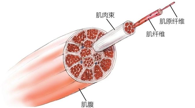 肌肉束肌原纤维肌纤维肌腹