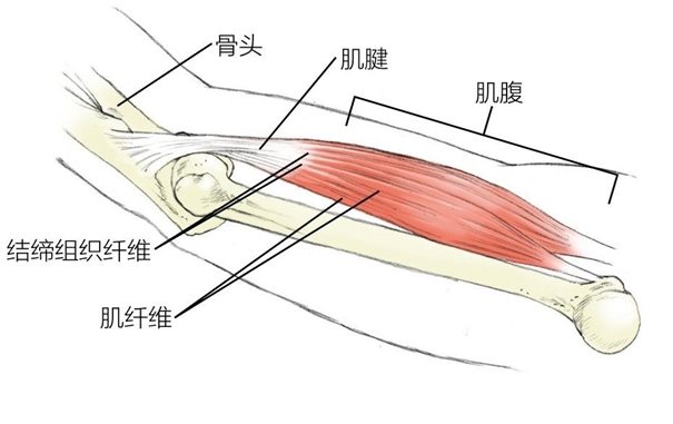 结缔组织纤维骨头肌腱肌腹肌纤维