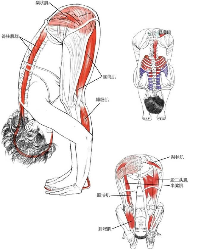 梨状肌脊柱肌群腘绳肌腓肠肌股薄肌腓肠肌腘绳肌梨状肌股二头肌半腱肌