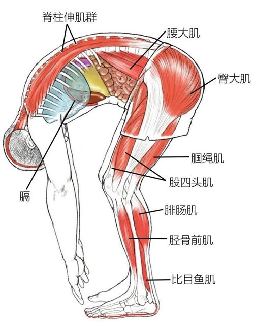 脊柱伸肌群腰大肌臀大肌腘绳肌股四头肌膈腓肠肌胫骨前肌比目鱼肌