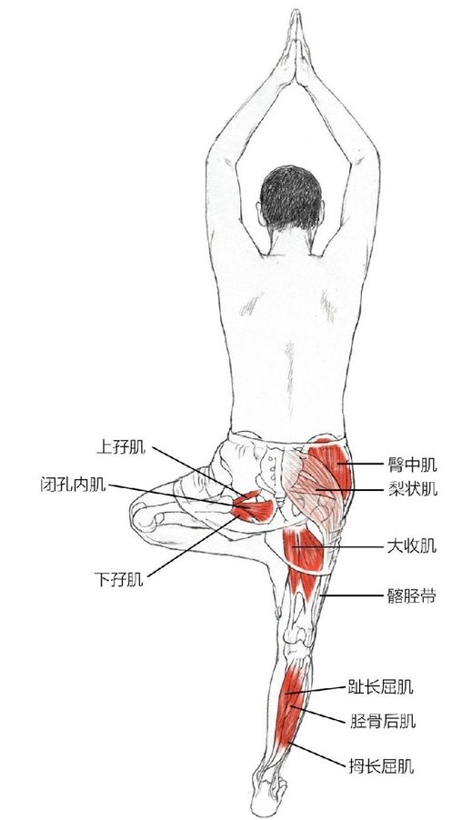 上孖肌闭孔内肌下孖肌臀中肌梨状肌大收肌髂胫带趾长屈肌胫骨后肌拇长屈肌