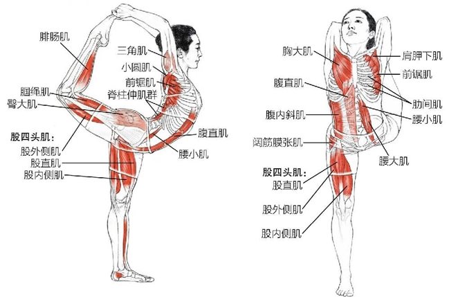 腓肠肌腘绳肌臀大肌股四头肌：股外侧肌股直肌股内侧肌三角肌小圆肌前锯肌脊柱伸肌群胸大肌腹直肌腹内斜肌腹直肌腰小肌阔筋膜张肌股四头肌：股直肌股外侧肌股内侧肌肩胛下肌前锯肌肋间肌腰小肌腰大肌