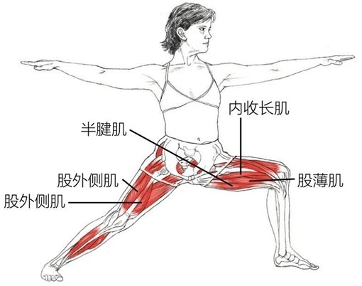 内收长肌半腱肌股外侧肌股外侧肌股薄肌