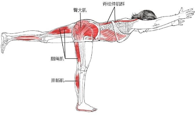 脊柱伸肌群臀大肌腘绳肌腓肠肌