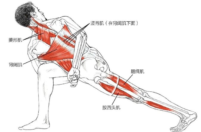 竖脊肌（在背阔肌下面）菱形肌背阔肌腘绳肌股四头肌