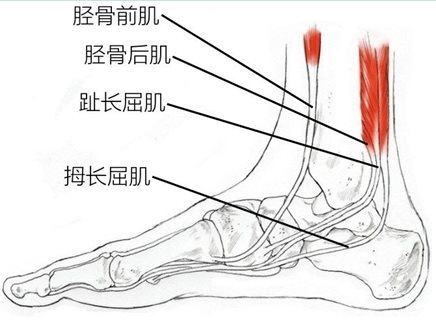 胫骨前肌胫骨后肌趾长屈肌拇长屈肌