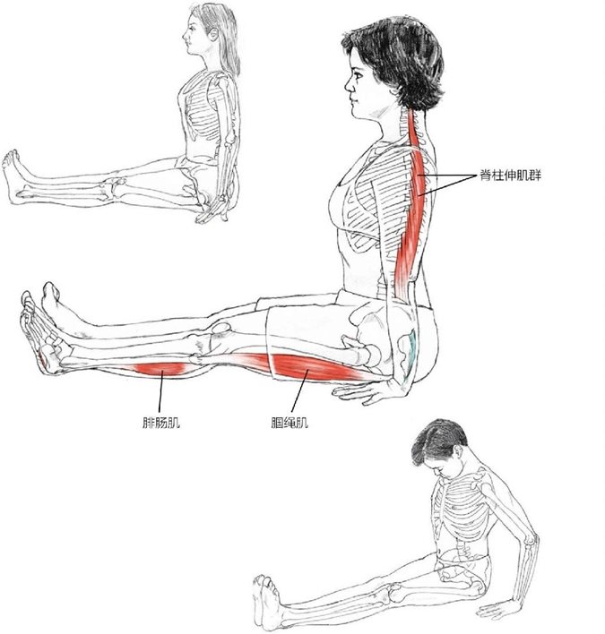 腓肠肌脊柱伸肌群腘绳肌