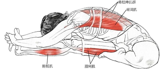 脊柱伸肌群背阔肌腓肠肌 腘绳肌