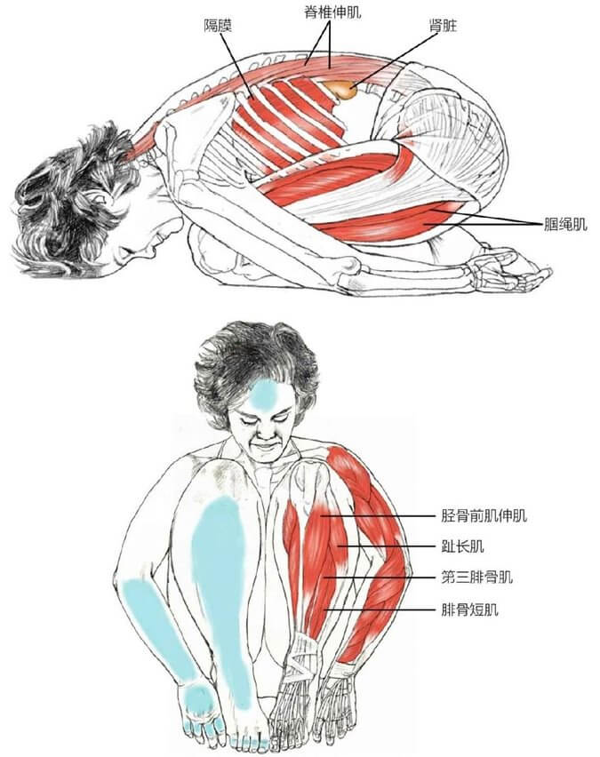 脊椎伸肌肾脏隔膜腘绳肌胫骨前肌伸肌趾长肌第三腓骨肌腓骨短肌