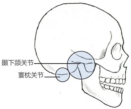 寰枕关节颞下颌关节