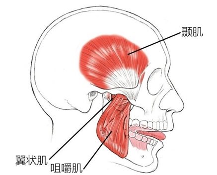 翼状肌咀嚼肌颞肌