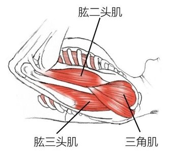 肱二头肌肱三头肌 三角肌