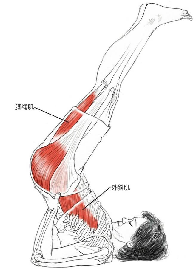 腘绳肌外斜肌