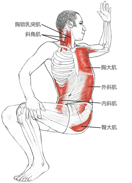 胸锁乳突肌斜角肌胸大肌外斜肌内斜肌臀大肌