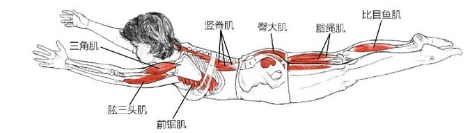 竖脊肌 臀大肌三角肌肱三头肌前锯肌比目鱼肌腘绳肌