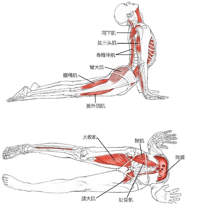 冈下肌肱三头肌脊椎伸肌臀大肌腘绳肌股外侧肌大收肌髂肌隔膜腰大肌 耻骨肌