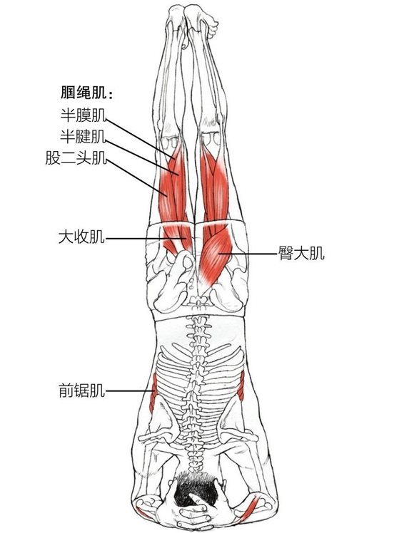 腘绳肌：半膜肌半腱肌股二头肌大收肌前锯肌臀大肌