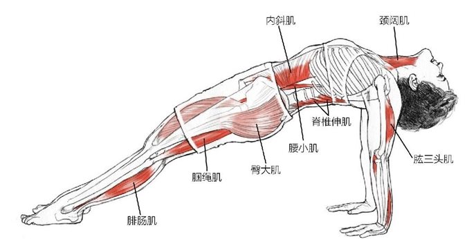 内斜肌 颈阔肌脊椎伸肌腰小肌臀大肌腘绳肌腓肠肌肱三头肌