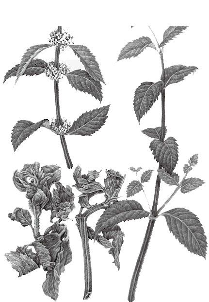 薄荷