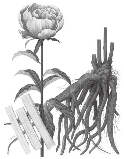芍药