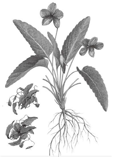 紫花地丁