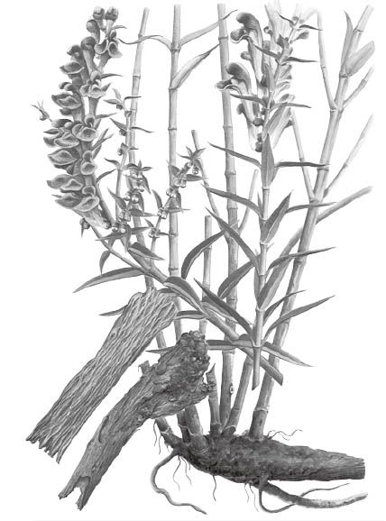 黄芩