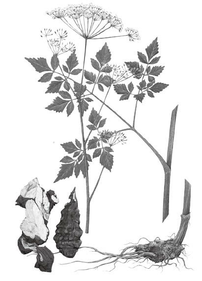 藁本