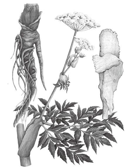 白芷