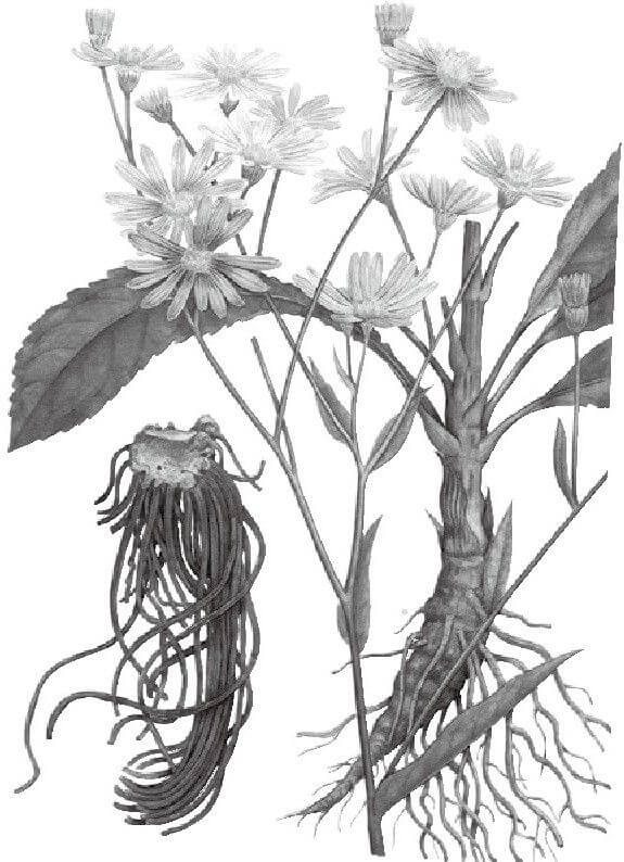 紫菀