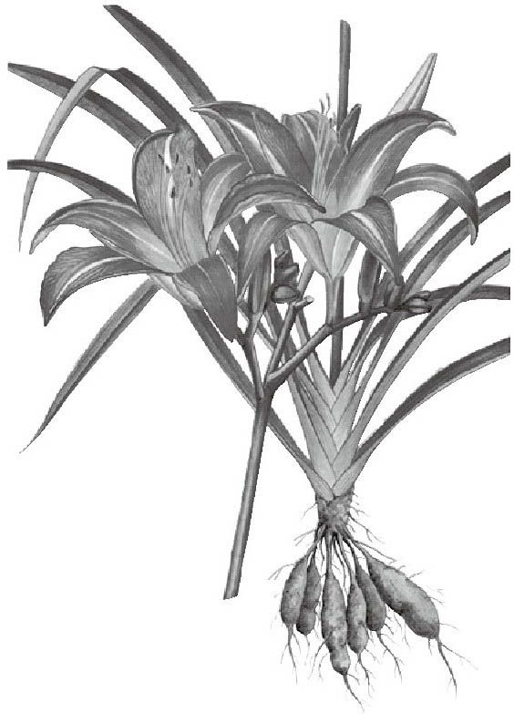 萱草