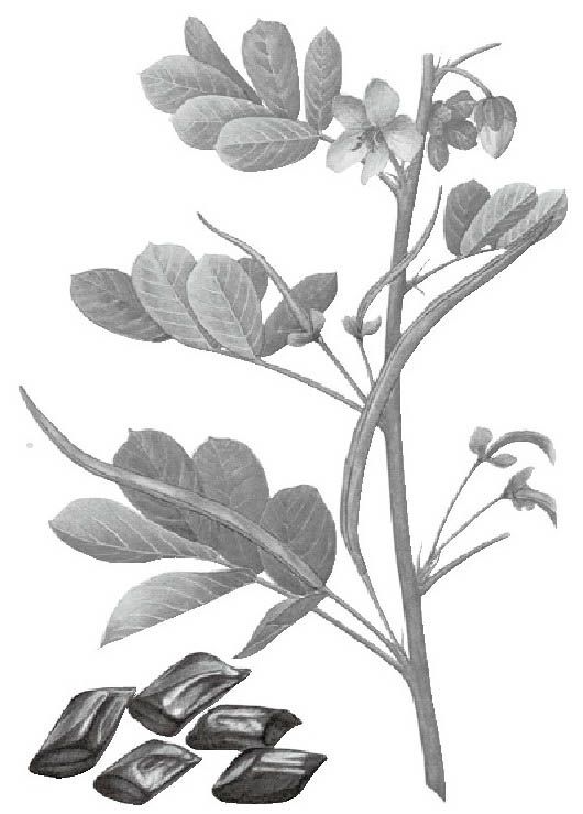 决明