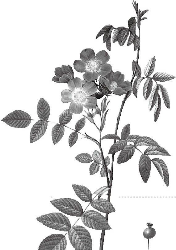蔷薇