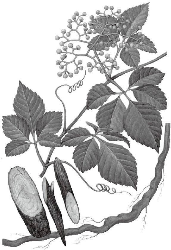 乌蔹莓